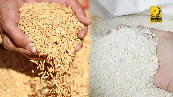 Produksyon sa bugas sa Northern Mindanao gikulang og 5,000-6,000 ka sako kada adlaw; DA-10 mipasiguro nga bastante ang suplay